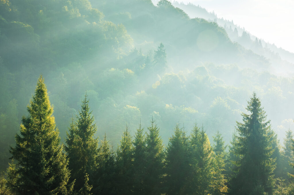 photo of sunlight streaming over evergreen forest